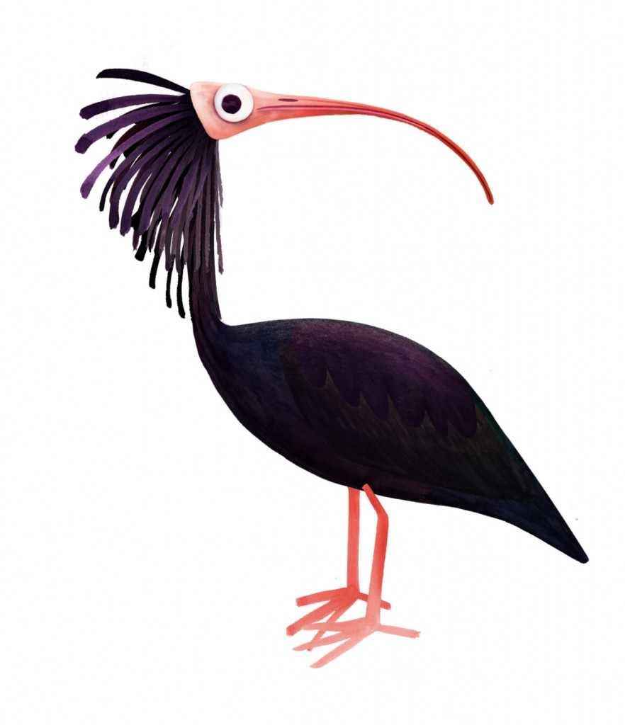 Showing post & media for Ibis bird cartoon.
