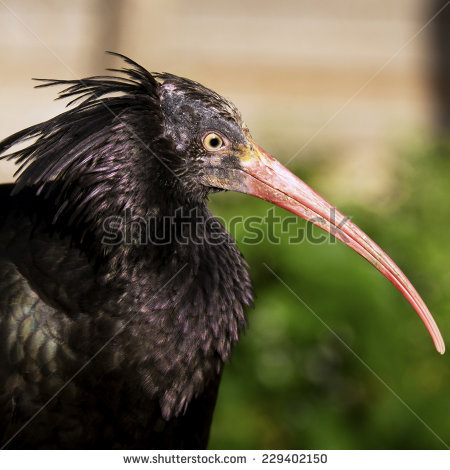 Northern Bald Ibis Stock Photos, Royalty.