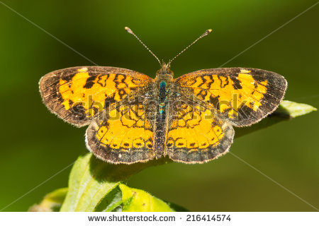 Northern Crescent Butterfly Stock Photos, Royalty.