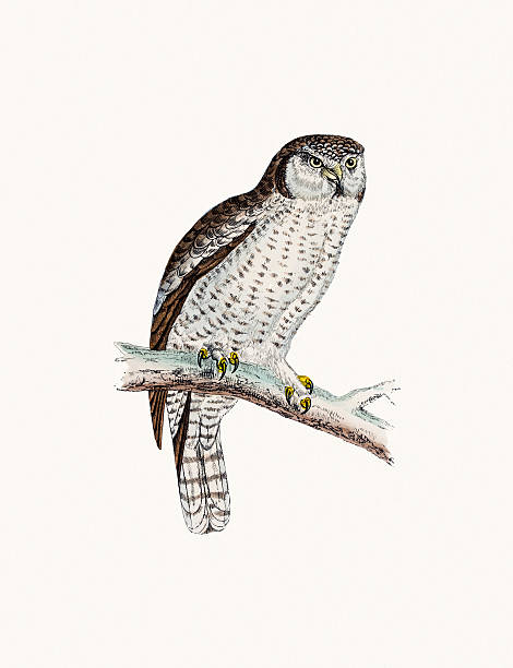 Northern Hawk Owl Clip Art, Vector Images & Illustrations.