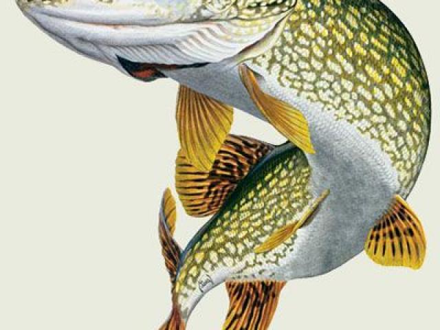 Northern pike clipart 5 » Clipart Portal.
