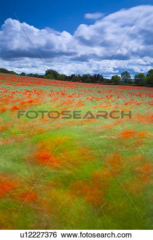 Stock Images of England, Northumberland, Corbridge. Poppies.