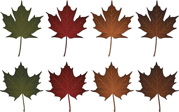 Norway Maple Clip Art, Vector Images & Illustrations.
