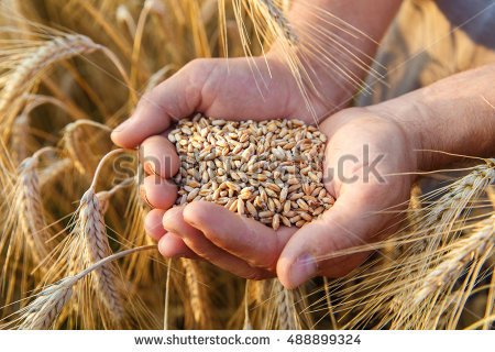 Wheat Grain Stock Photos, Royalty.