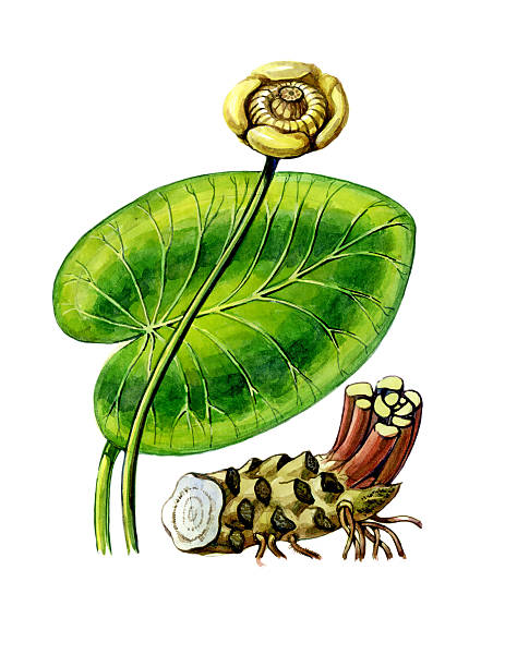Nuphar Lutea Pictures Clip Art, Vector Images & Illustrations.