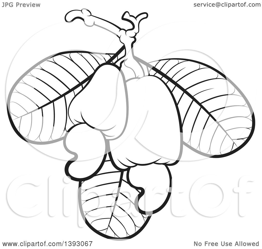 Clipart of Black and White Cashew Fruits, Nuts and Leaves.