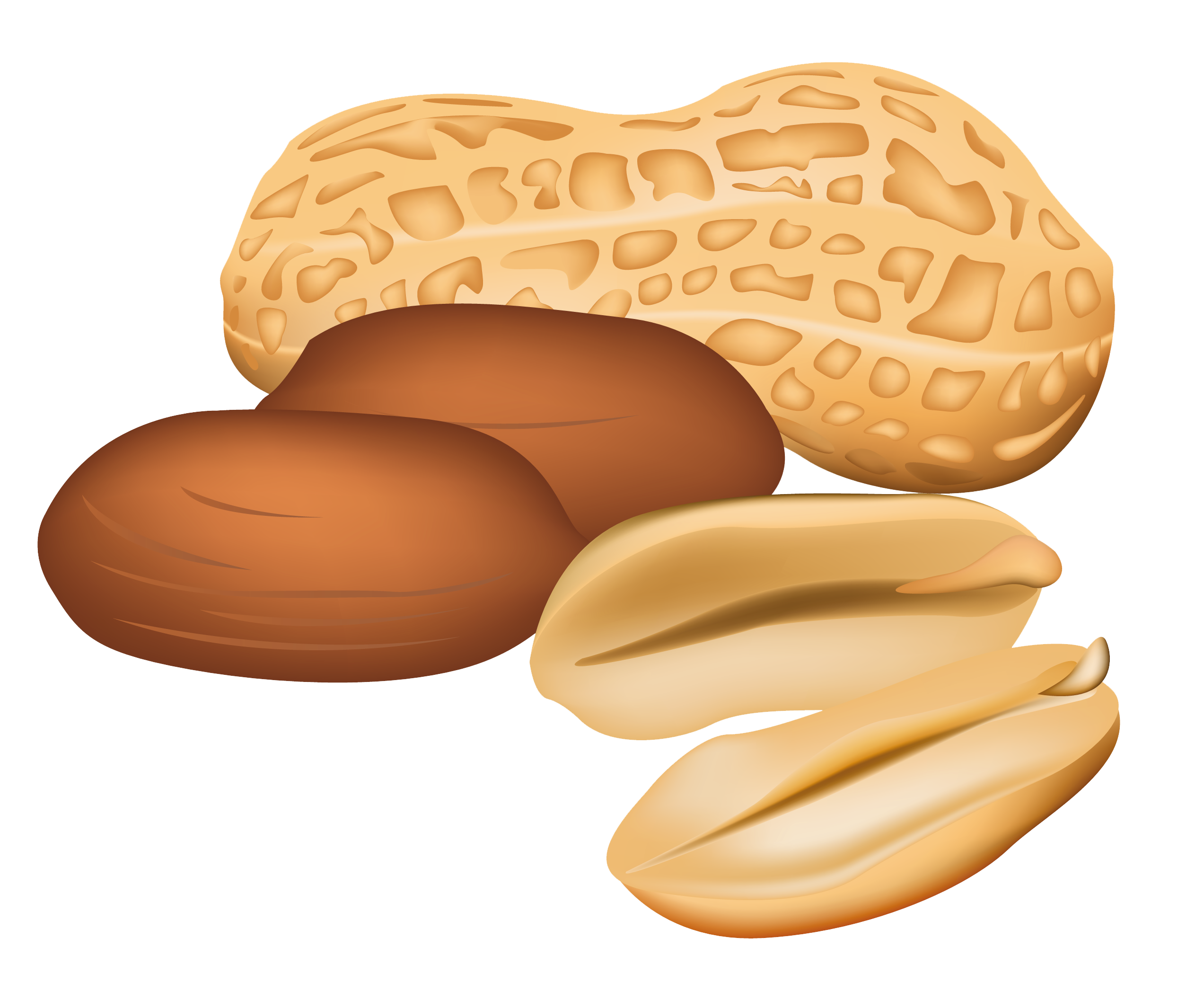 Peanut Clipart Clipground.