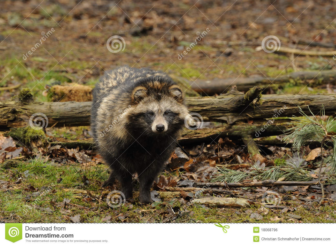 Raccoon Dog (Nyctereutes Procyonoides) Royalty Free Stock Image. Raccoon Dog (Nyctereutes Procyonoides) Royalty Free Stock Image.