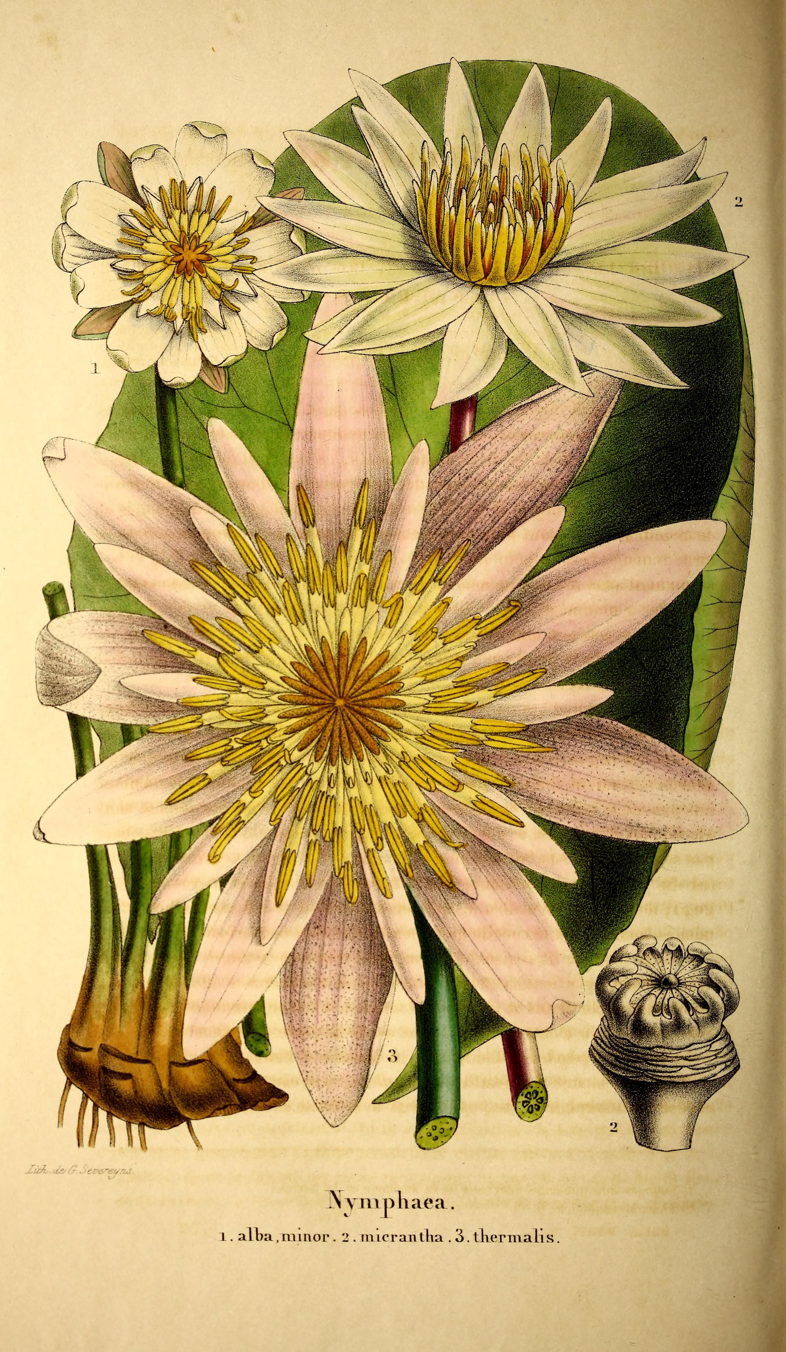 Nymphaea alba var. minor, Nymphaea micrantha, and Nymphaea lotus.