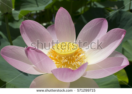 Nelumbo Stock Images, Royalty.