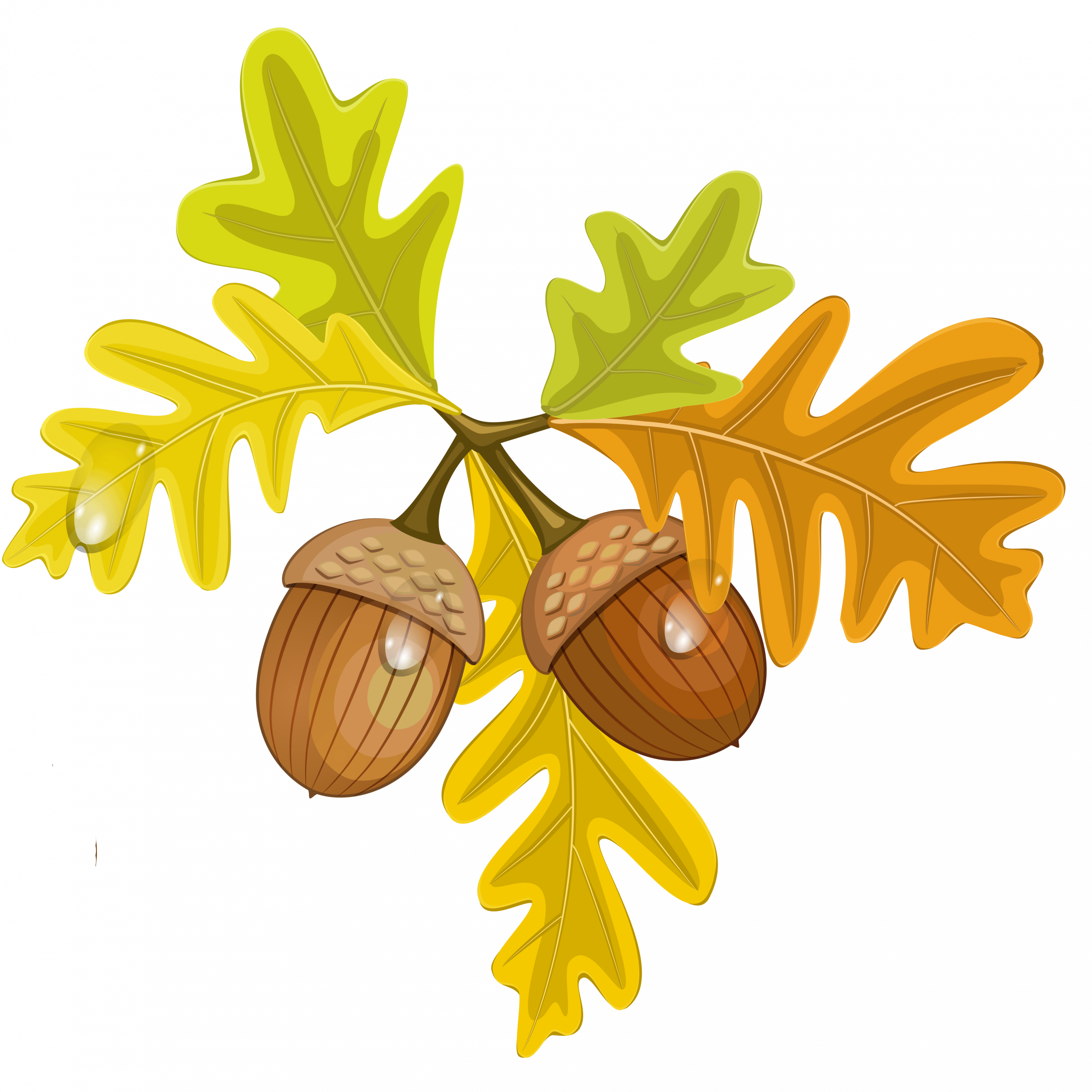 Maple Leaf Clipart Acorn.