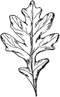 White Oak Leaf.