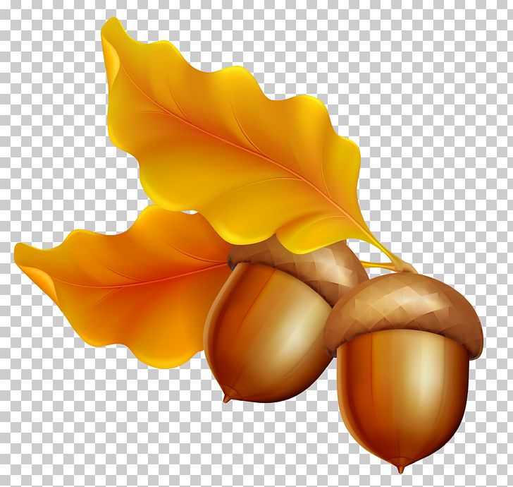 chunky acorn clipart