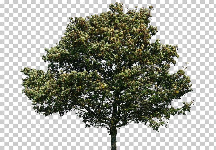 Quercus Suber Tree Swamp Spanish Oak PNG, Clipart, Art.
