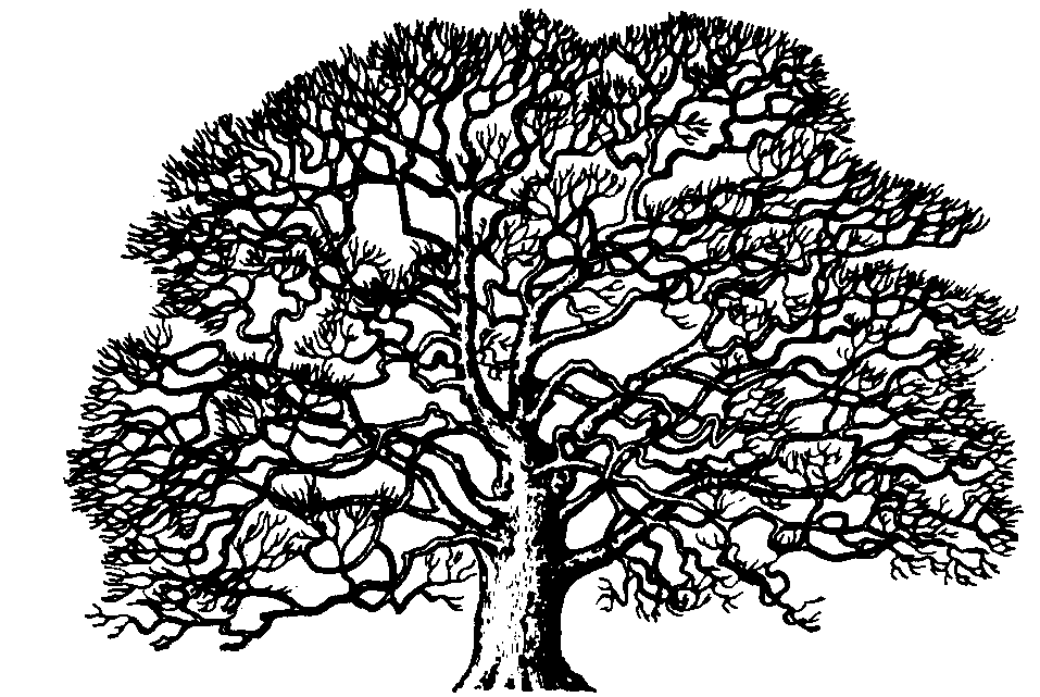 Tree Clipart Black And White No Leaves ~ Black And White Vector Line ...