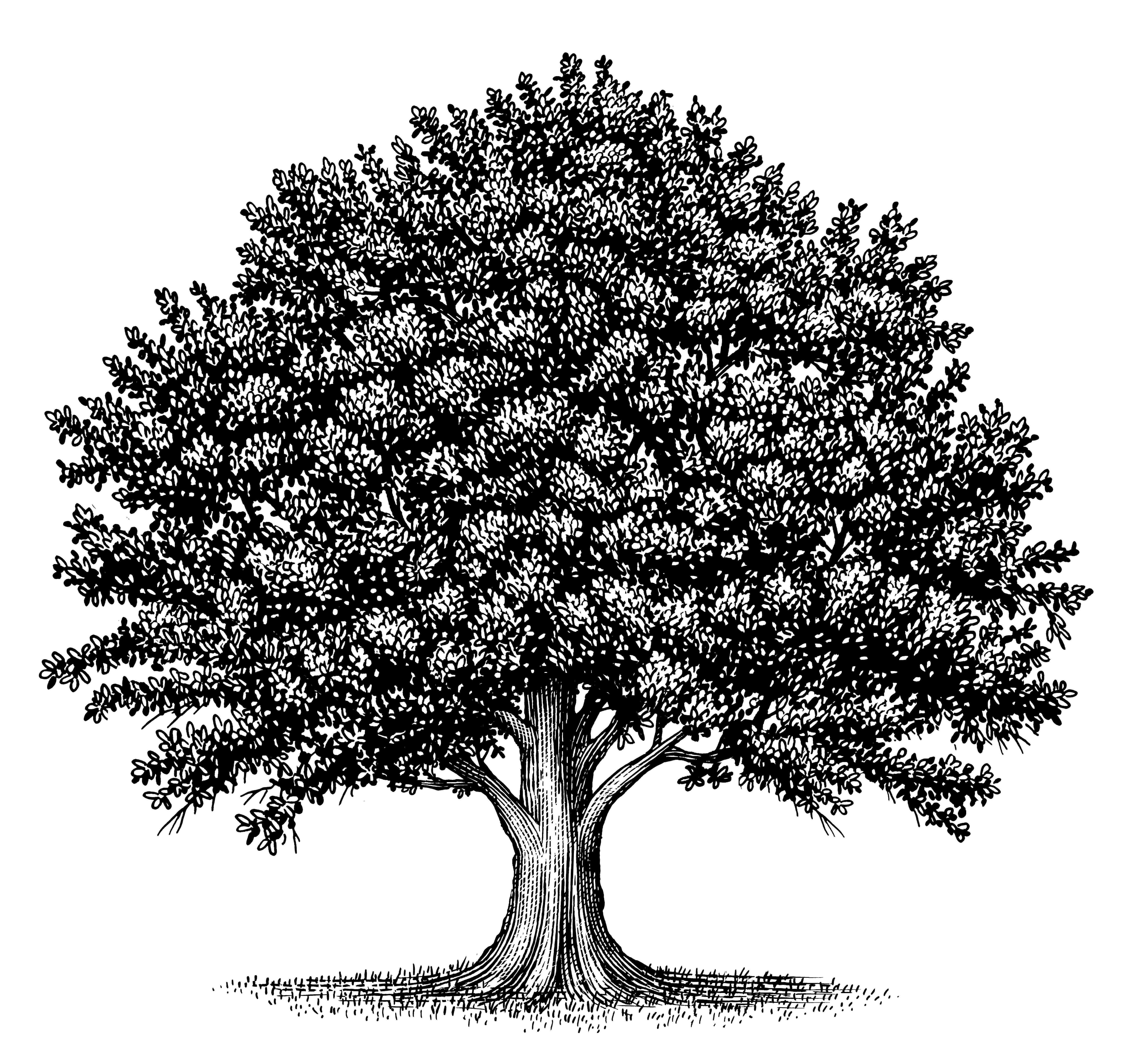 Oak Tree Clipart Black And White.