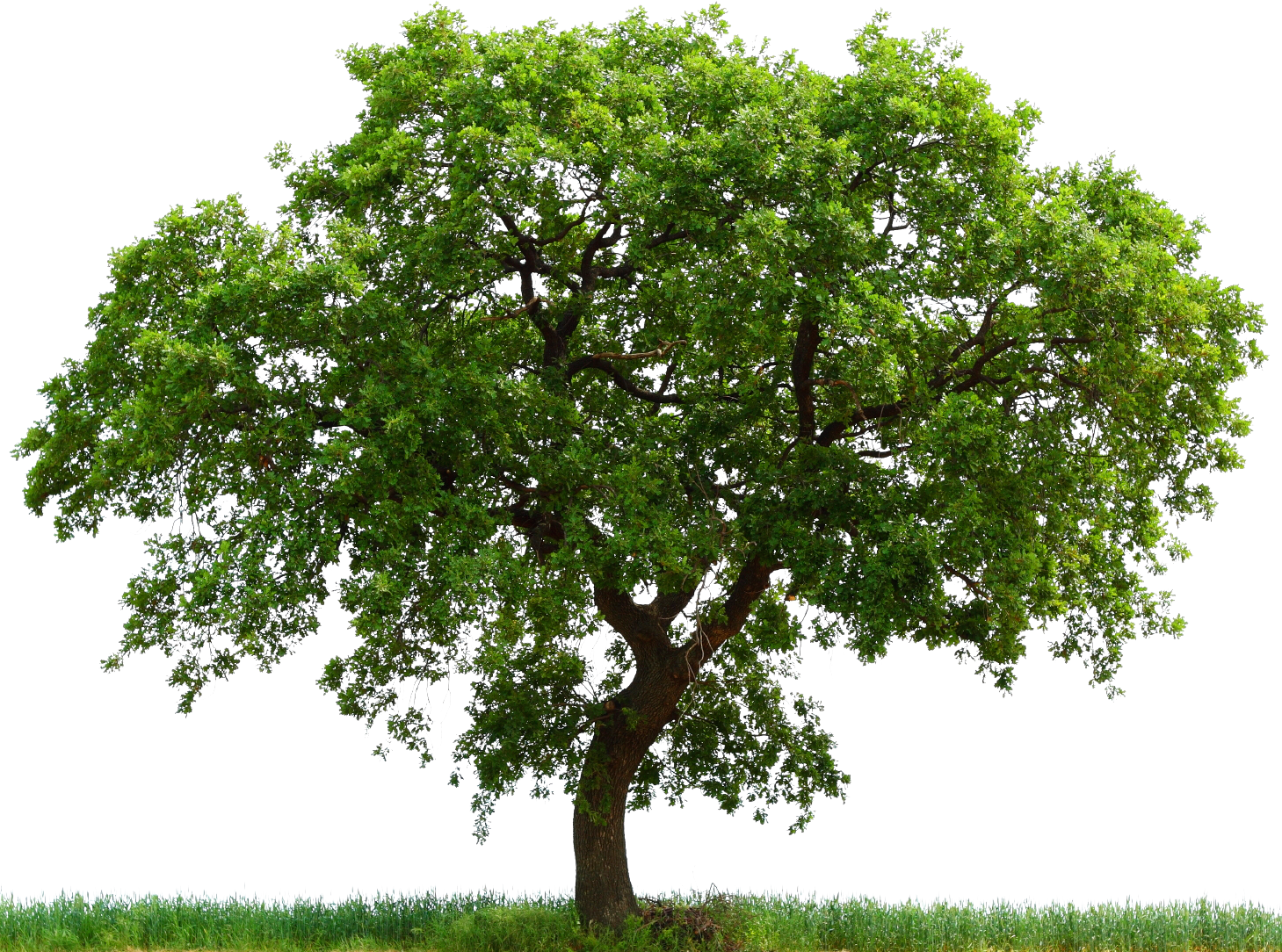 Oak Tree Transparent Background Png - Vrogue