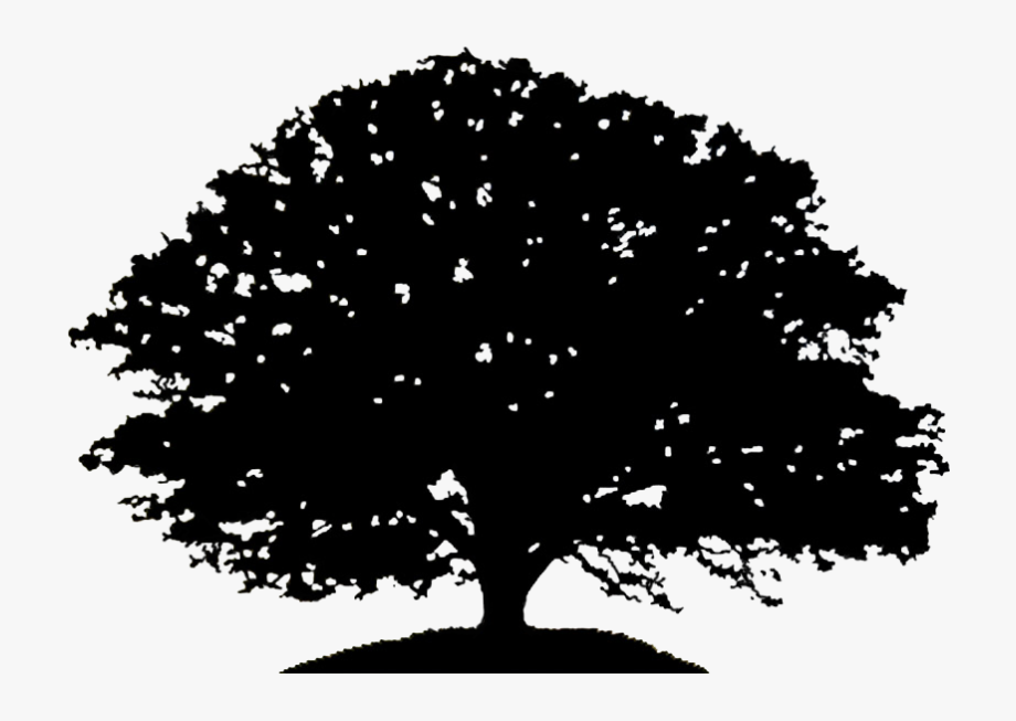 Pin Oak Tree Clipart Black And White.