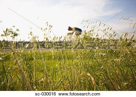 Stock Images of Cyclist riding bicycle seen through oat field sc.