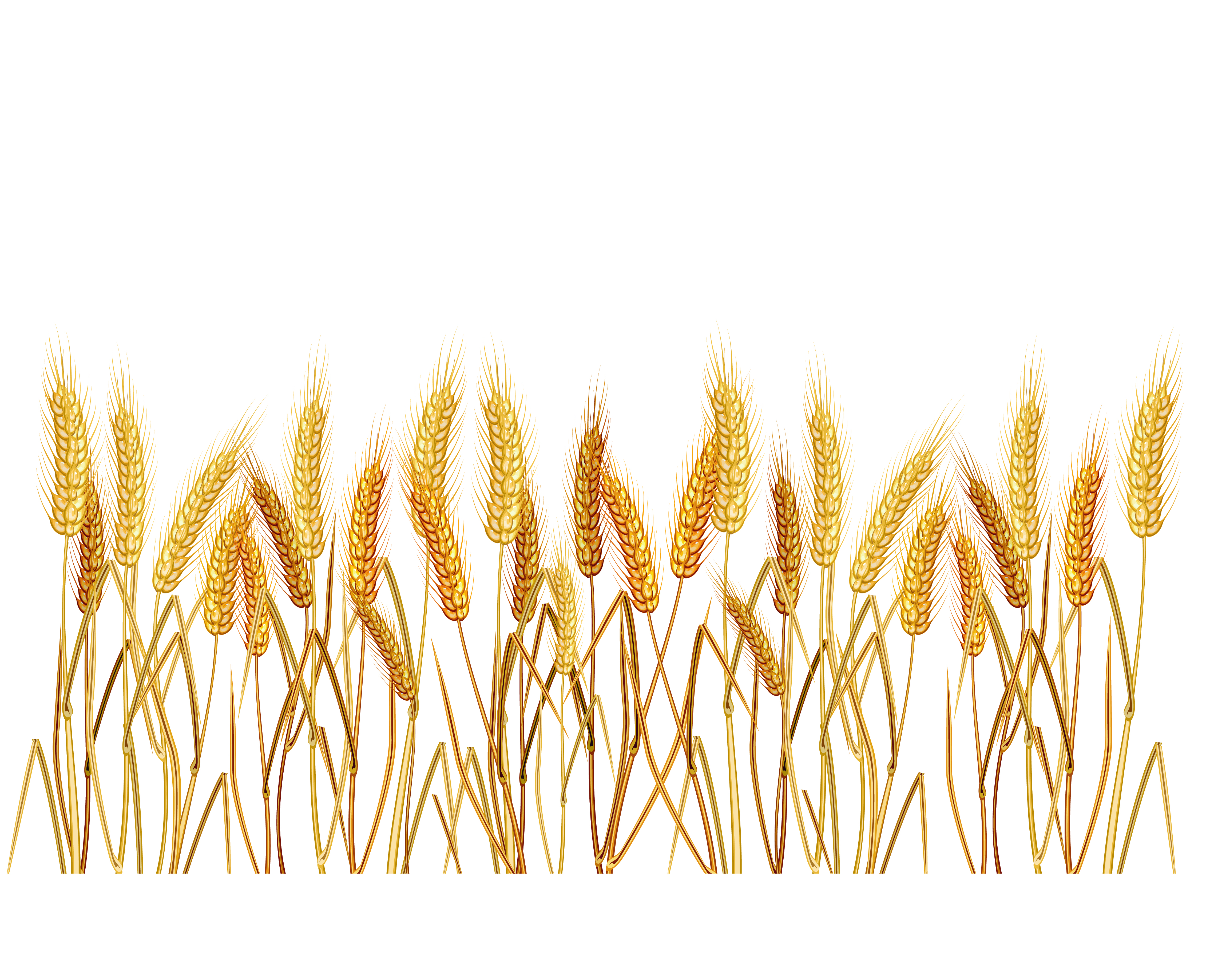 Oat field clipart 20 free Cliparts | Download images on Clipground 2021