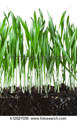 Stock Images of oat grass and roots in soil cross.