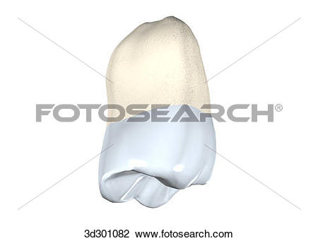 Clip Art of Oblique 3/4 view of the upper right wisdom tooth.