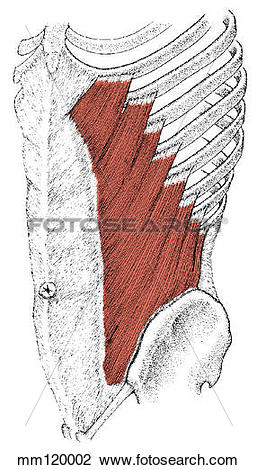 Clip Art of External oblique muscle mm120002.