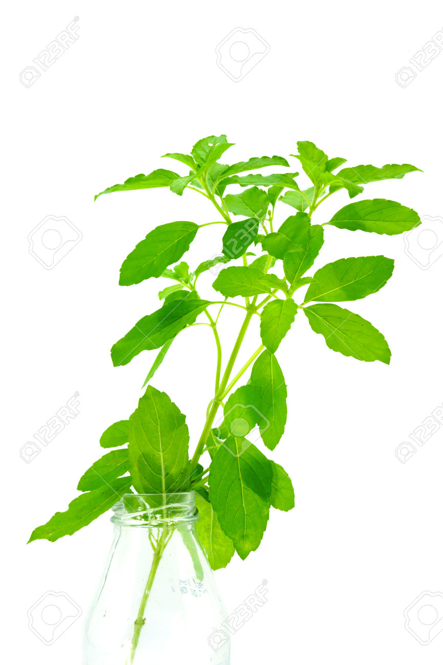 Green Leaves Of The Herb Name Ocimum Sanctum. Stock Photo, Picture.