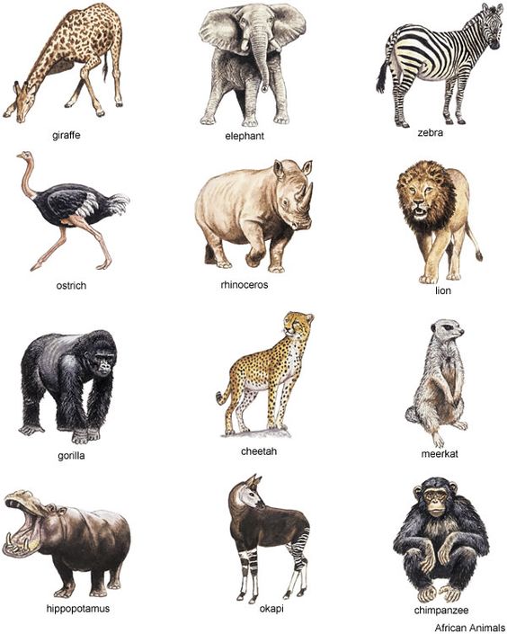 Endangered Animals in Africa Clip Art.