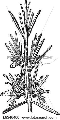Clipart of Rosemary or Rosmarinus officinalis, vintage engraving.