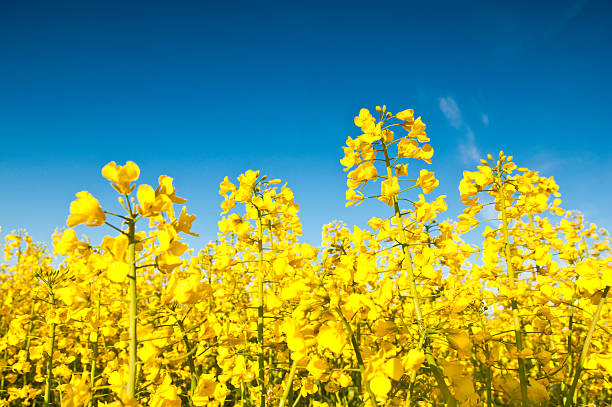 Oilseed Rape Pictures, Images and Stock Photos.