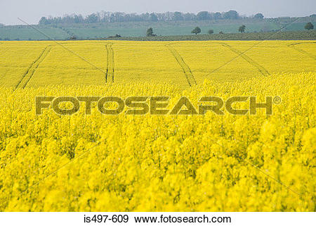 Stock Photograph of A field of oilseed rape plants is497.