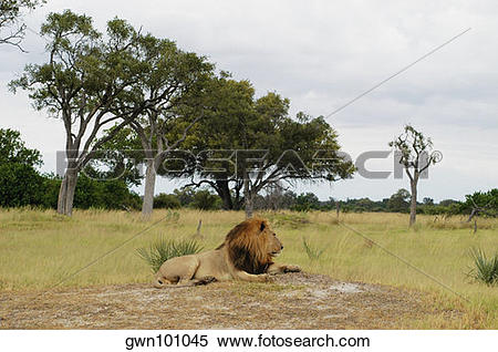 Stock Image of Lion (Panthera leo) resting in a forest, Okavango.