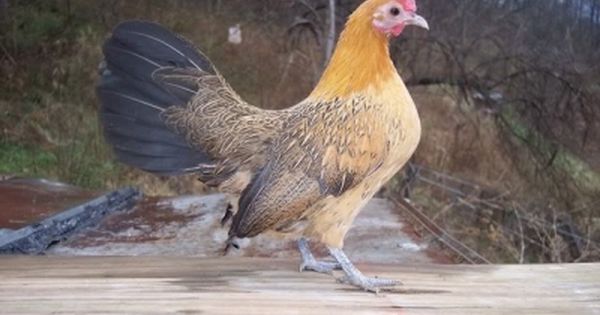 1000+ images about bantams on Pinterest.