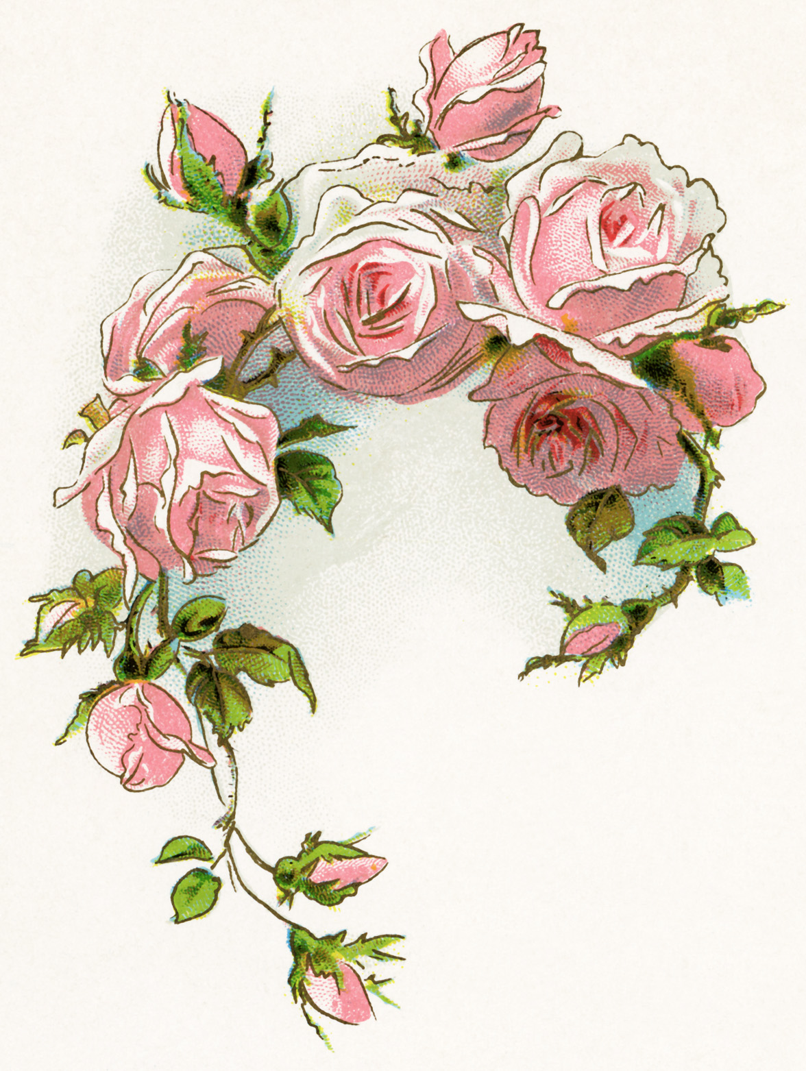 Clipart images of old fashioned roses.