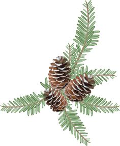 Pine and pine cones branch border clip art.