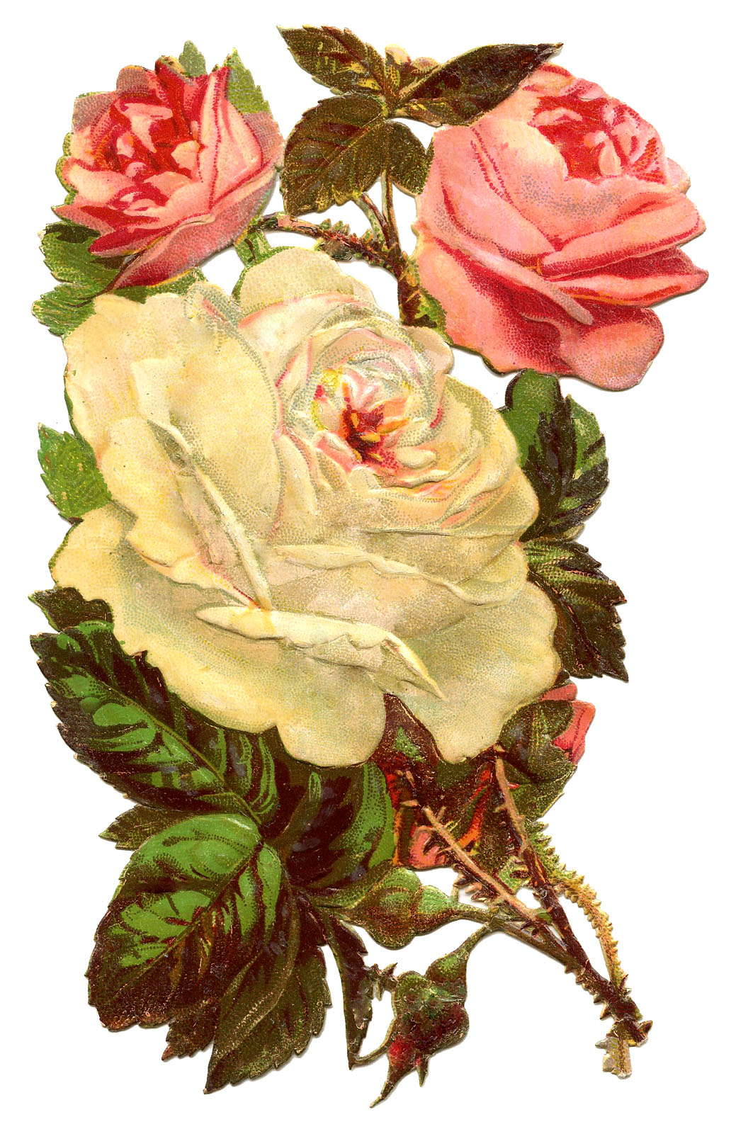 vintage botanical rose drawing.