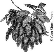 Oleaceae Vector Clipart EPS Images. 18 Oleaceae clip art vector.