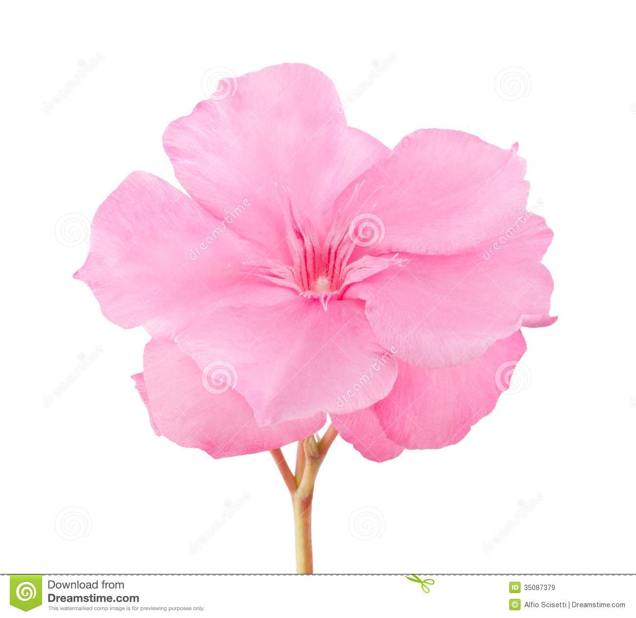 Oleander Branch Royalty Free Stock Photography.