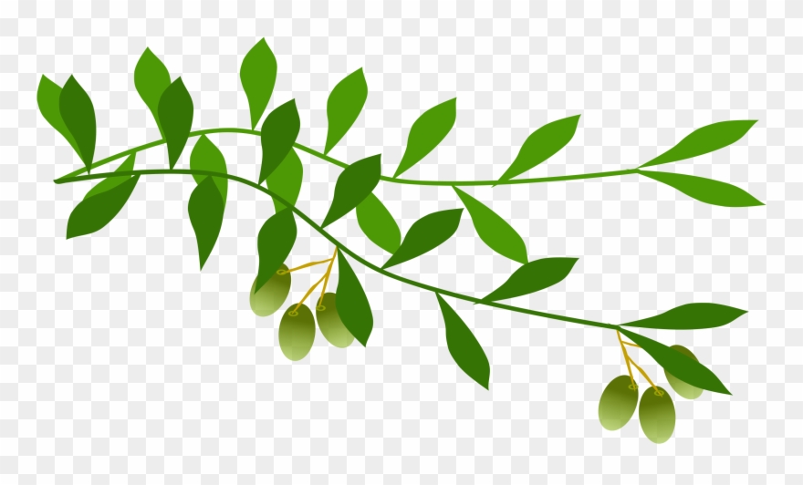 Olive Branch Leaf Laurel Wreath Tree.