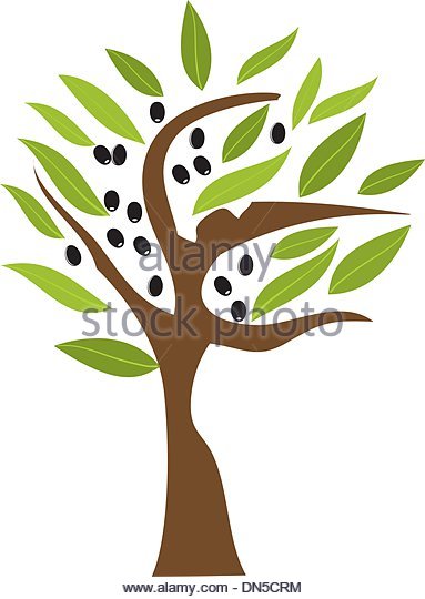 Olive Tree Stock Photos & Olive Tree Stock Images.