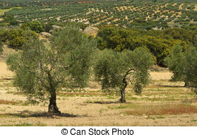 Olive grove Clipart and Stock Illustrations. 243 Olive grove.