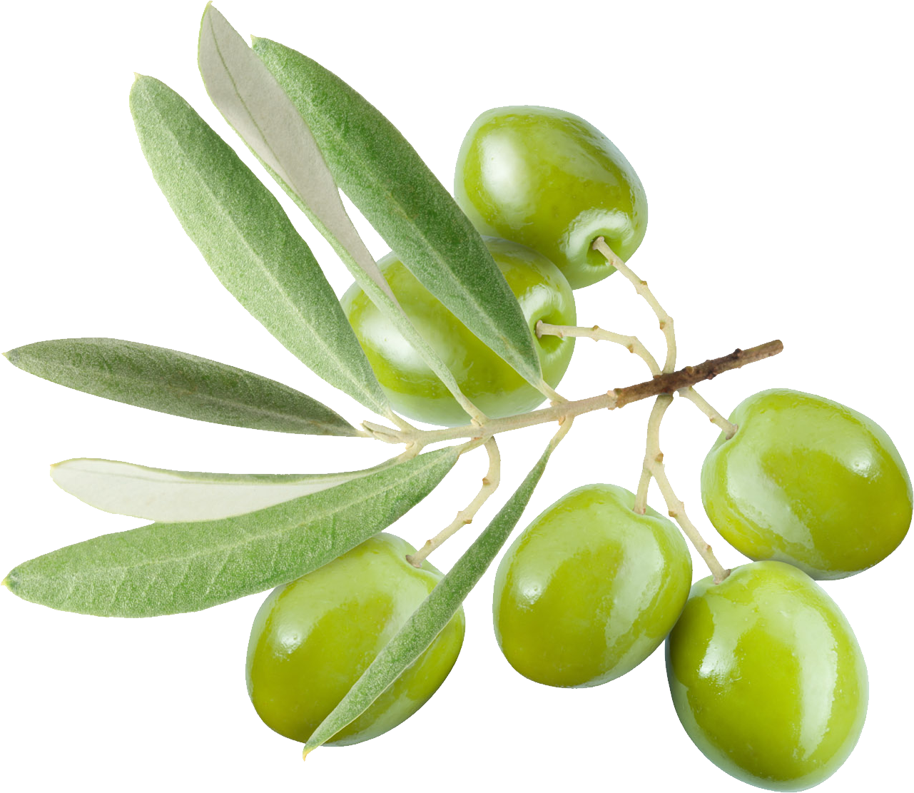 Olives PNG images free download, olive PNG.