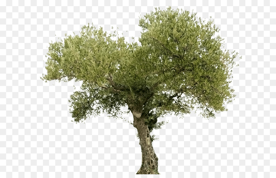 Family Tree Background png download.
