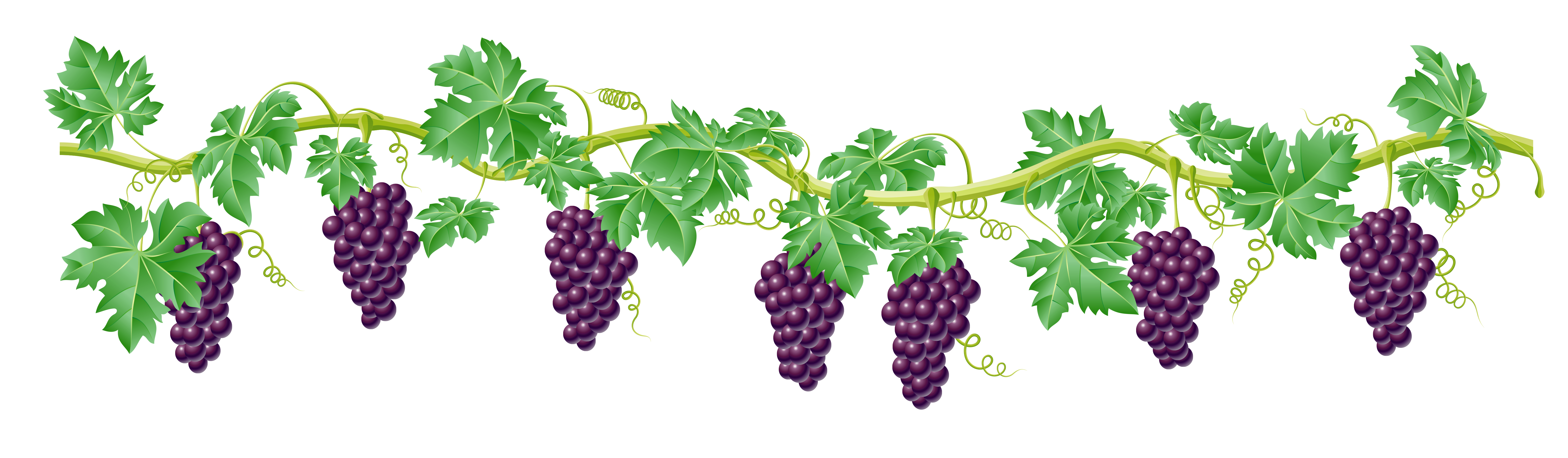 The vine clipart 20 free Cliparts | Download images on Clipground 2023