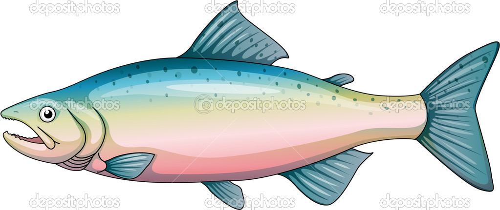 Rainbow trout — Stock Vector © interactimages #10614687.