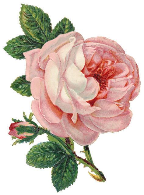 One pink rose clipart 20 free Cliparts | Download images on Clipground 2023