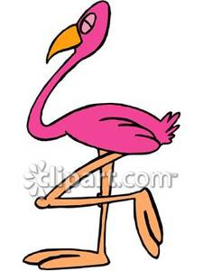 Flamingo Standing on One Foot.