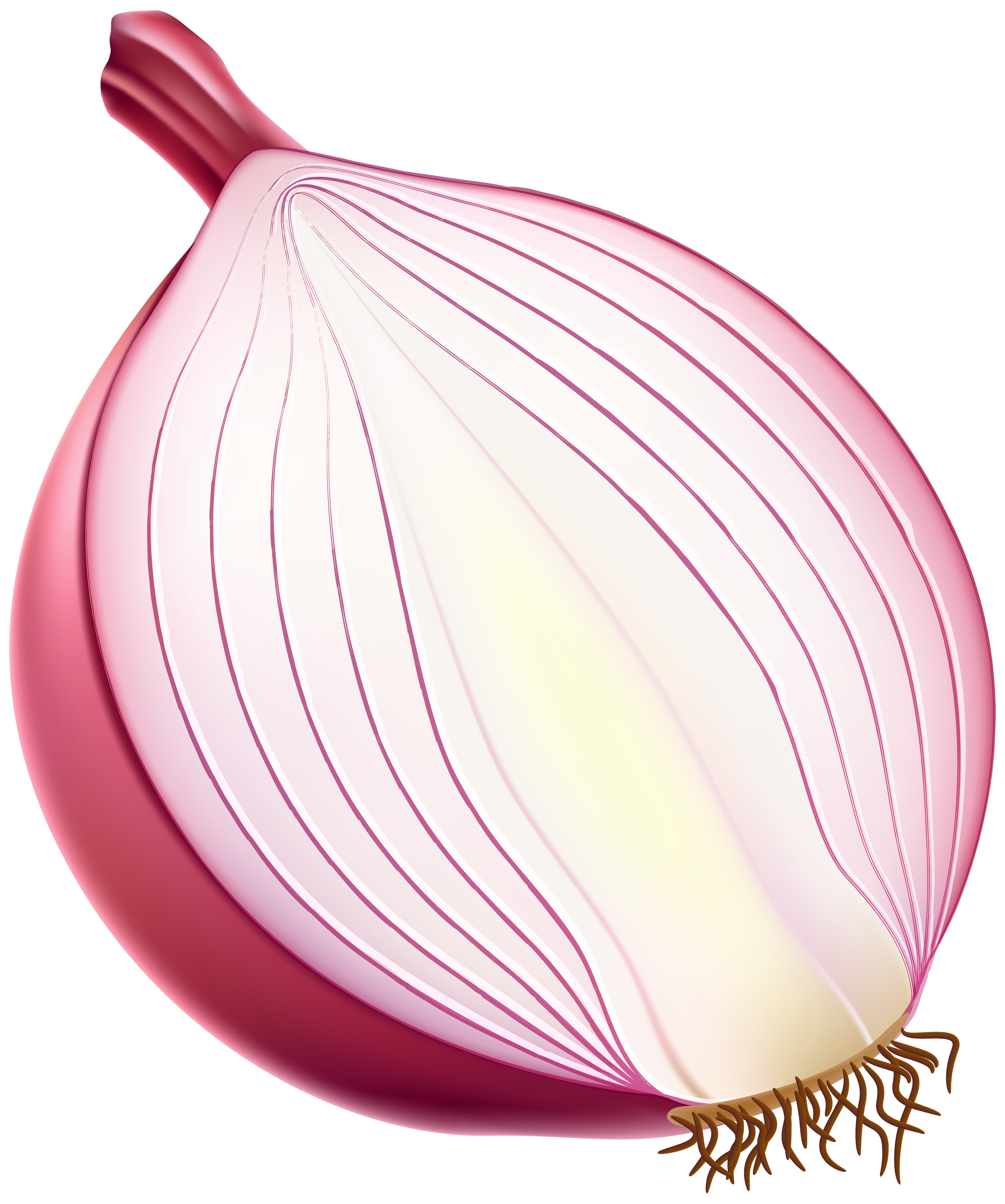 Half Red Onion PNG Clipart.