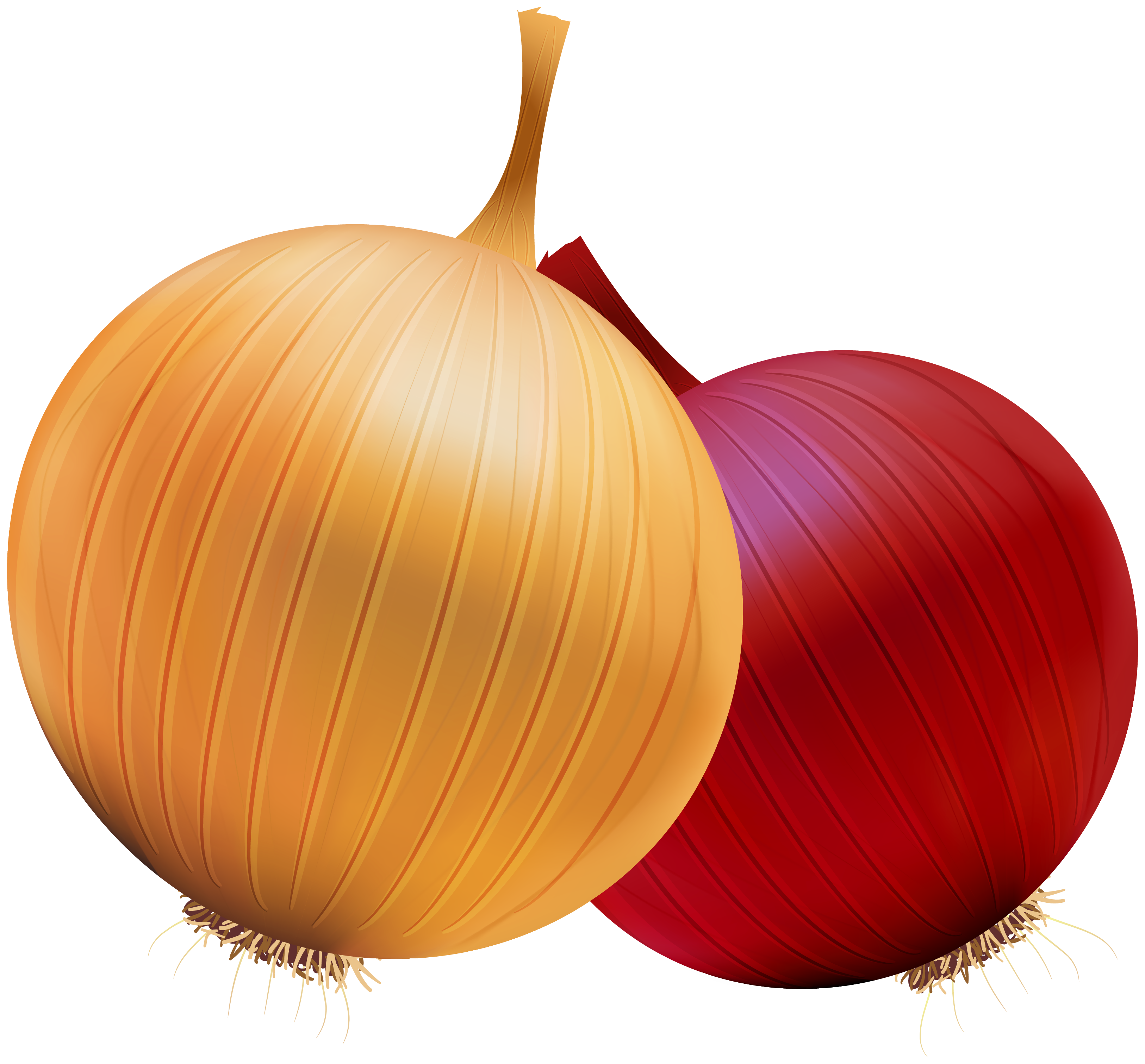 Onion and Red Onion PNG Clipart.